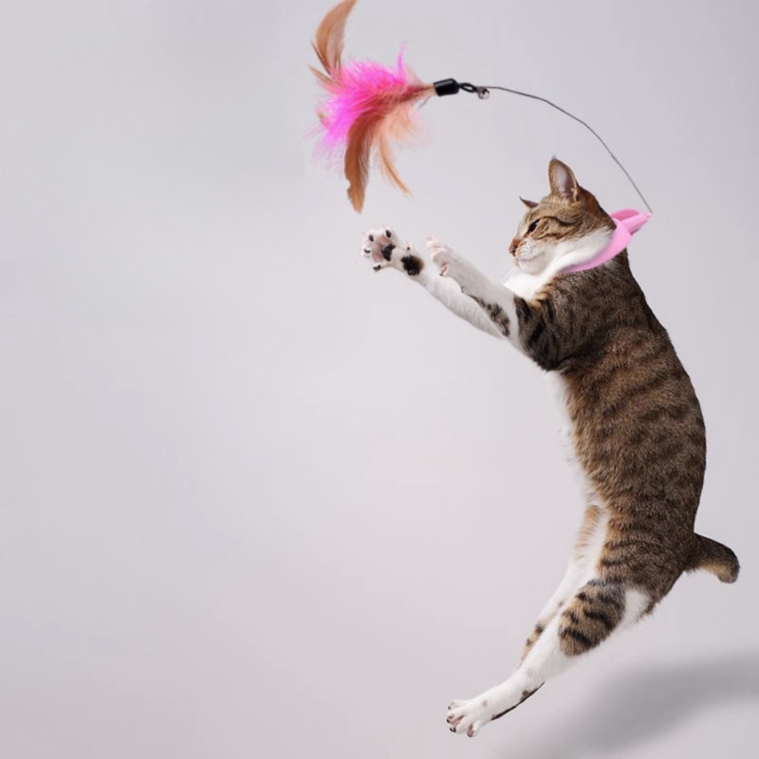 Cat Feather Collar Toys Interactive Teaser Toy