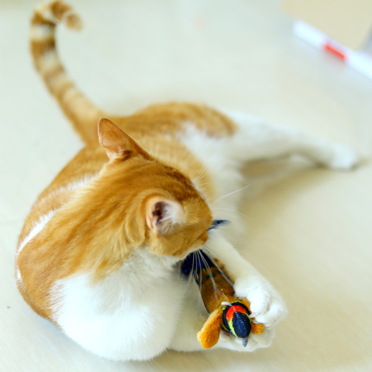 Realistic Bird Sound Interactive Cat Toys With Feather